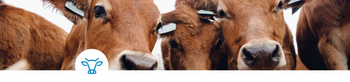 einstiegsbanner kat ebene 1 rind einstiegsbanner kat ebene 1 rind